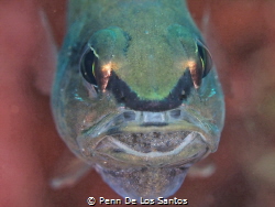 Mouth brooding Cardinal fish by Penn De Los Santos 